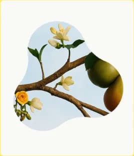 Still life: citrus blossom on the branch